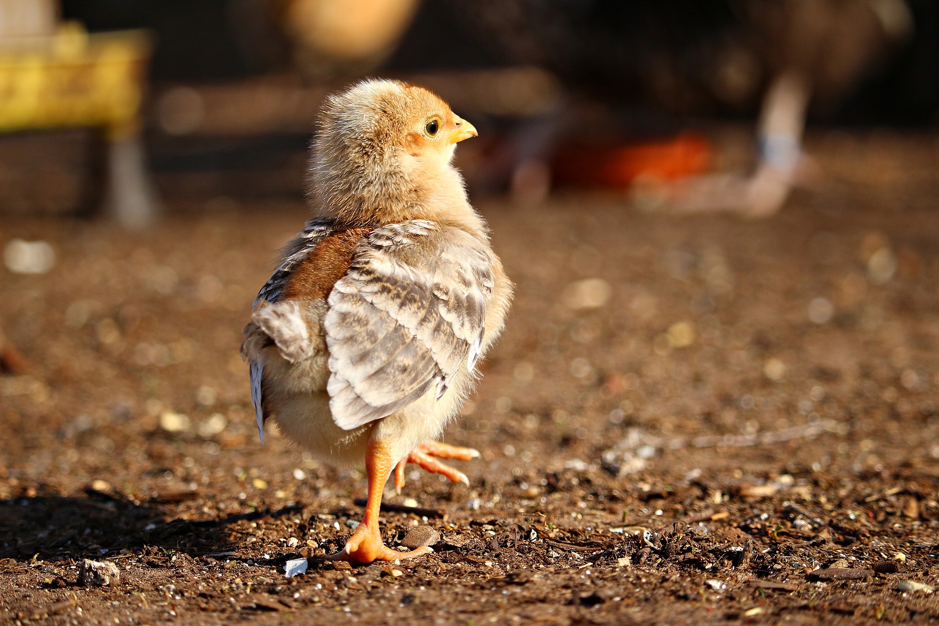 Anaxco Blog Beitrag Bild Huhn Team Teamarbeit IT-Experten Logistik-IT